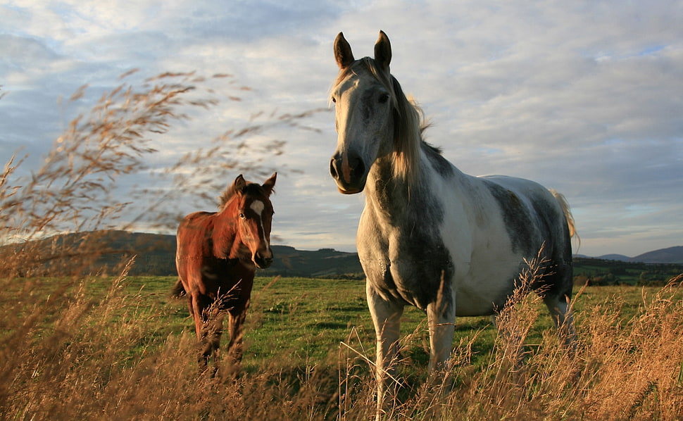 white and brown horses on grassland during cloudy skies HD wallpaper